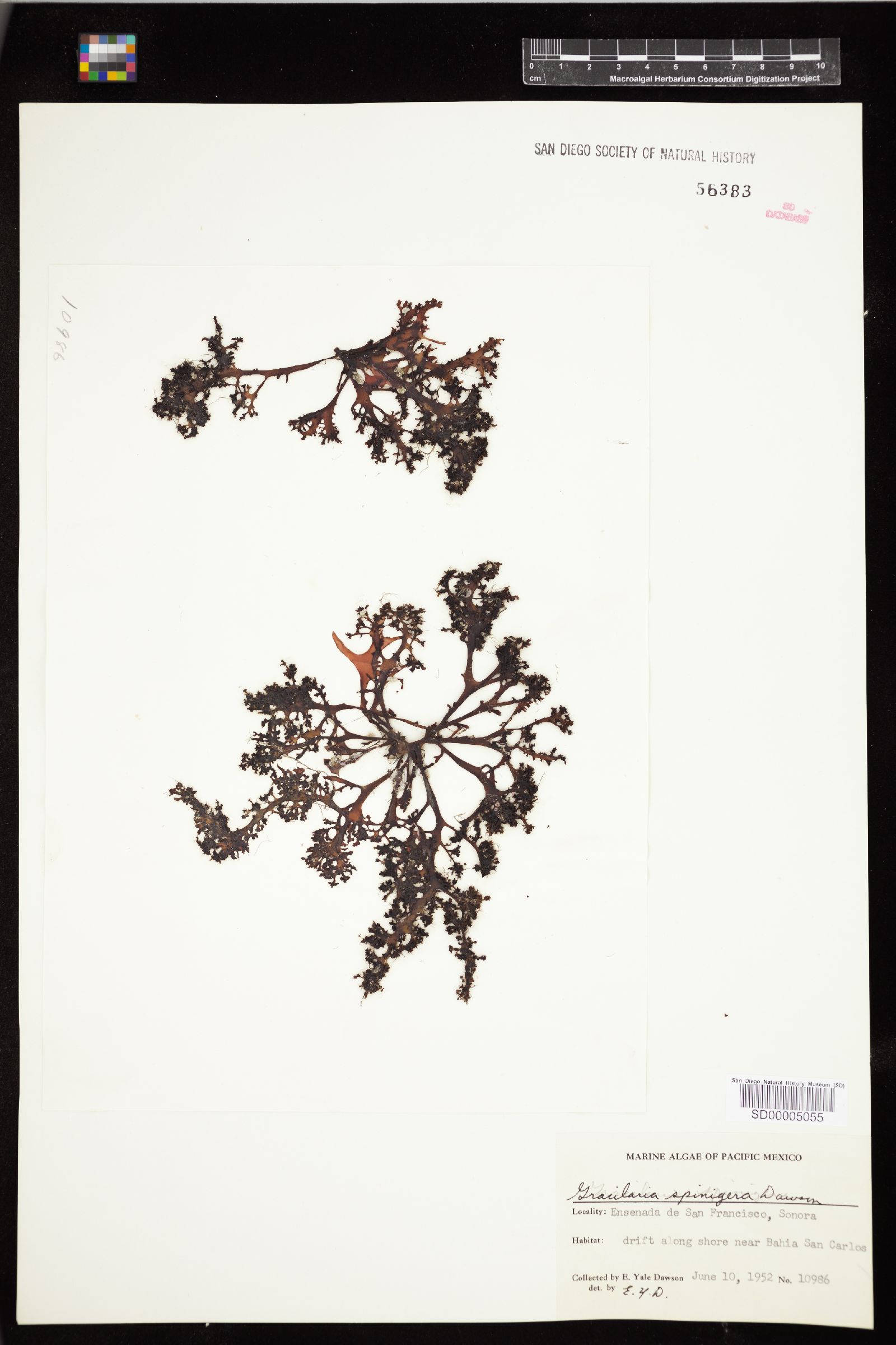 Gracilaria spinigera image