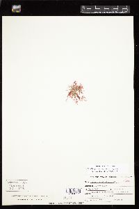 Griffithsia subcylindrica image