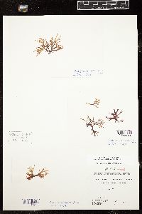 Mazzaella affinis image