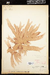 Myriogramme spectabilis image
