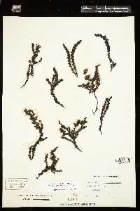 Neorhodomela larix image