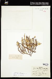 Osmundea spectabilis var. diegoensis image