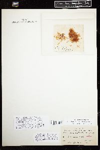 Sarcothalia scutellata image