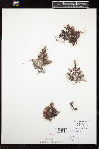 Wrangelia elegantissima image