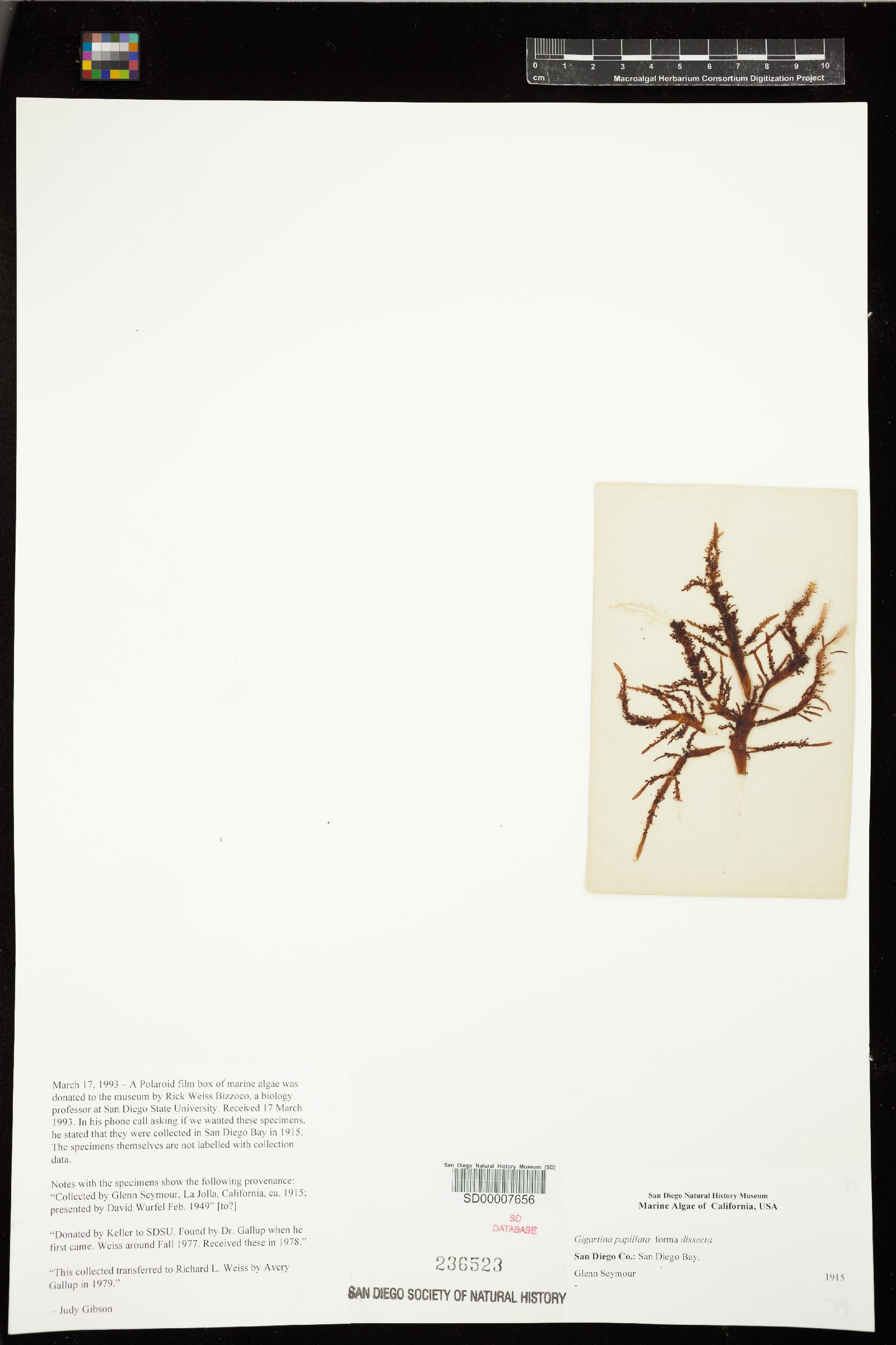 Gigartina papillata f. dissecta image