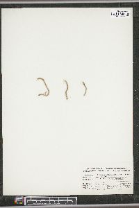 Caulerpa simpliciuscula image