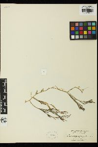 Caulerpa cupressoides var. turneri image
