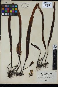 Laminaria longipes image