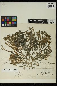 Codium isthmocladum subsp. clavatum image