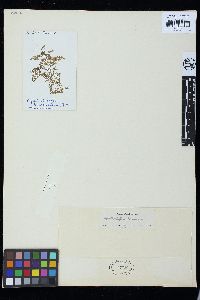 Anadyomene pavonina image