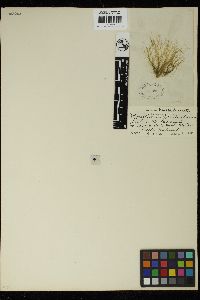 Pseudothrix groenlandica image