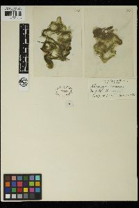 Spirogyra varians image