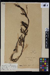 Image of Carpophyllum angustifolium