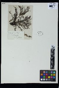Cystoseira granulata image