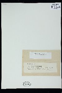 Oedogonium mammiferum image