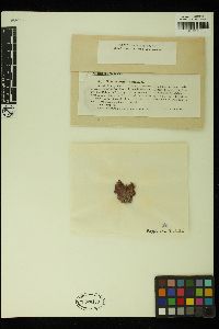 Rhodothamniella floridula image