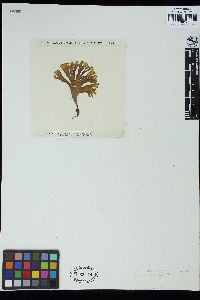 Feldmannia padinae image