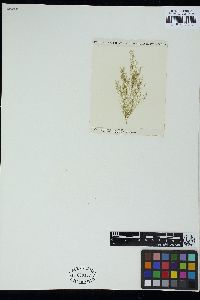 Haplospora globosa image