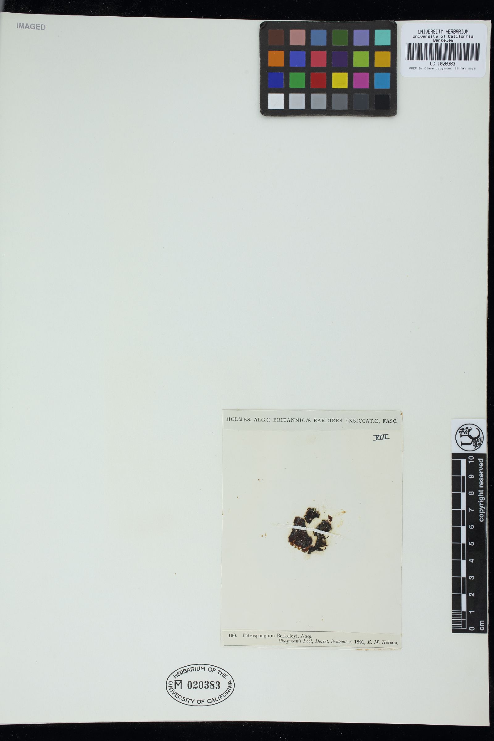 Petrospongium berkeleyi image