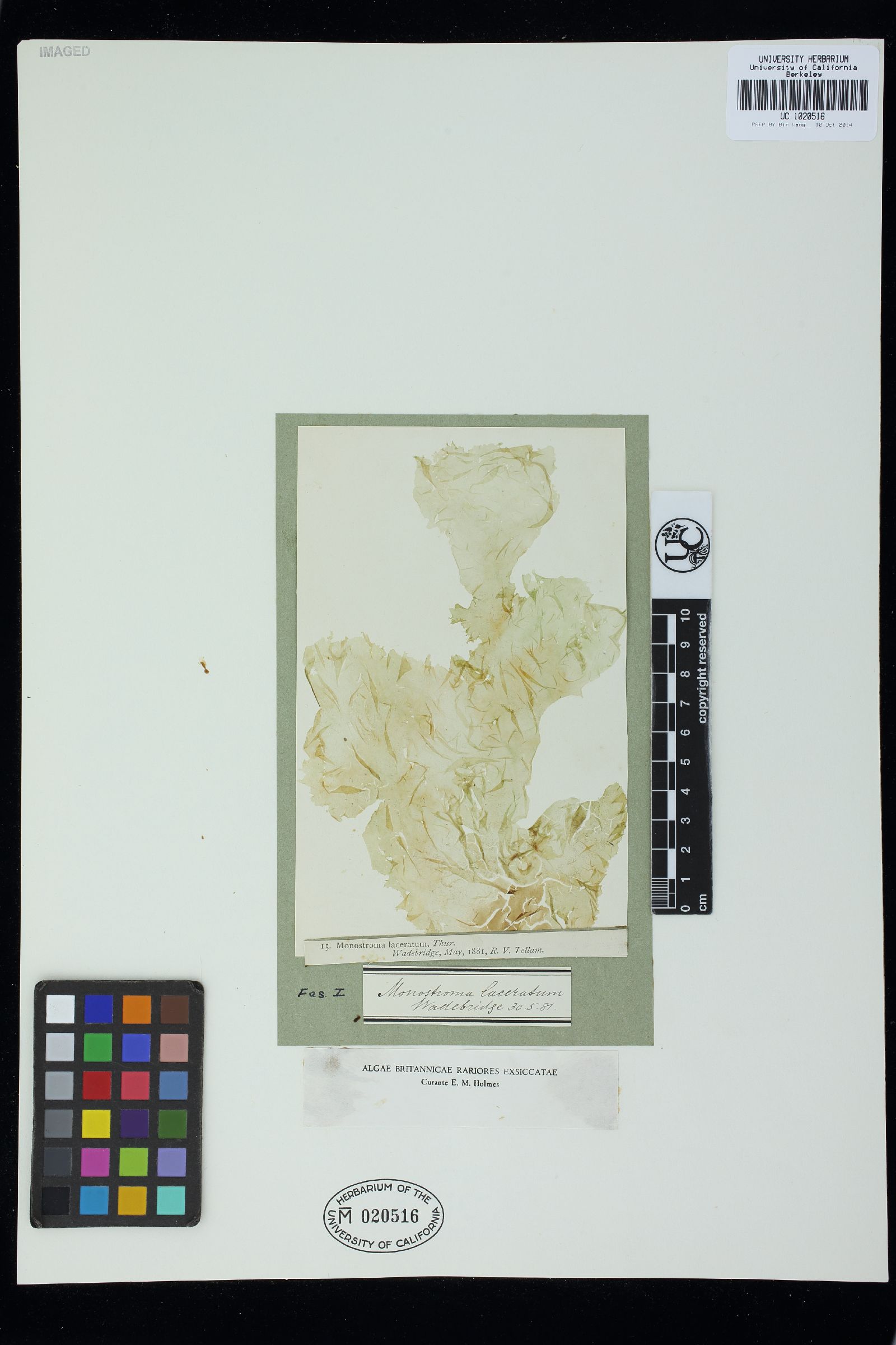 Monostroma oxyspermum var. laceratum image