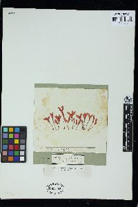 Phyllophora sicula image
