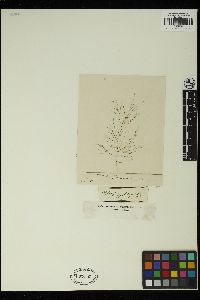 Phloeospora tortilis image