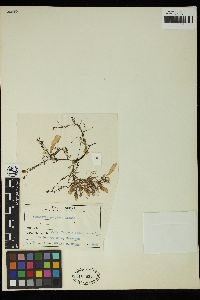 Punctaria projecta image