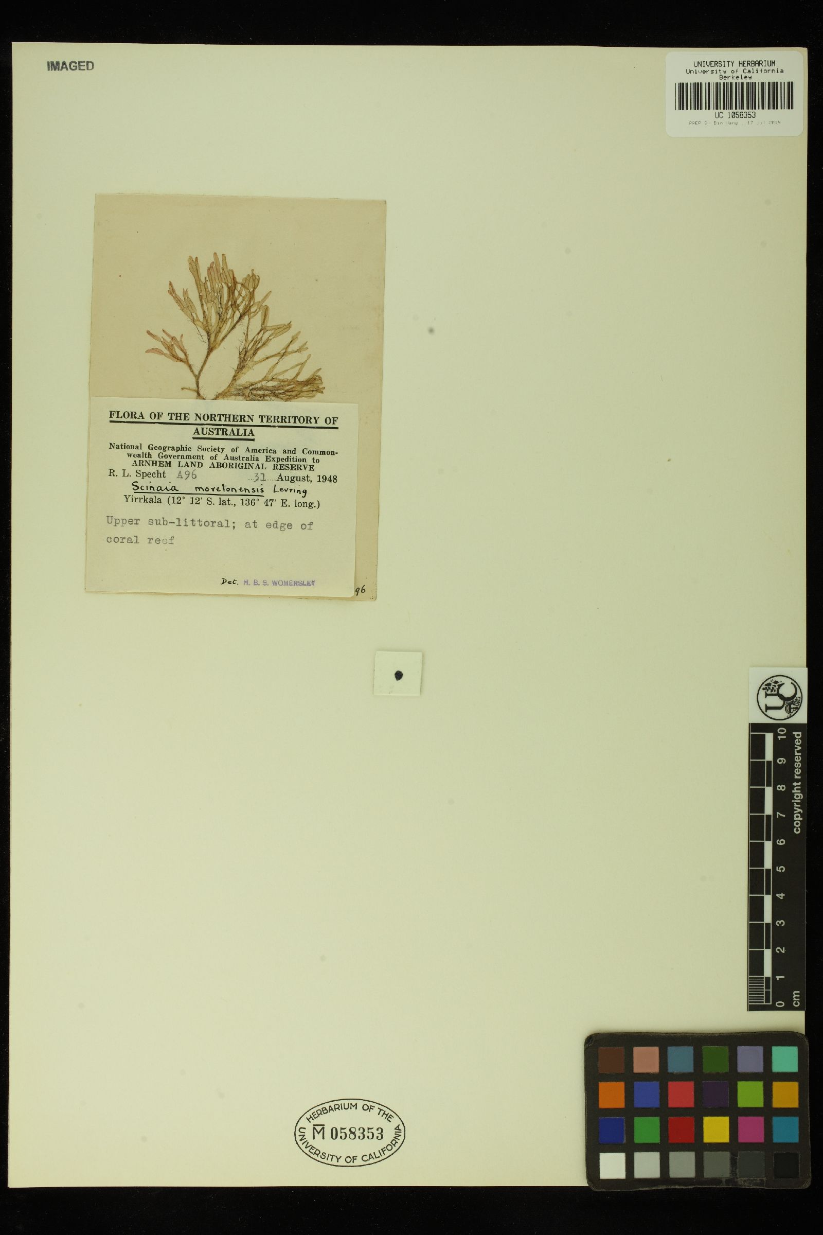 Scinaia moretonensis image