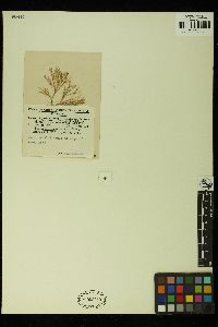Scinaia moretonensis image
