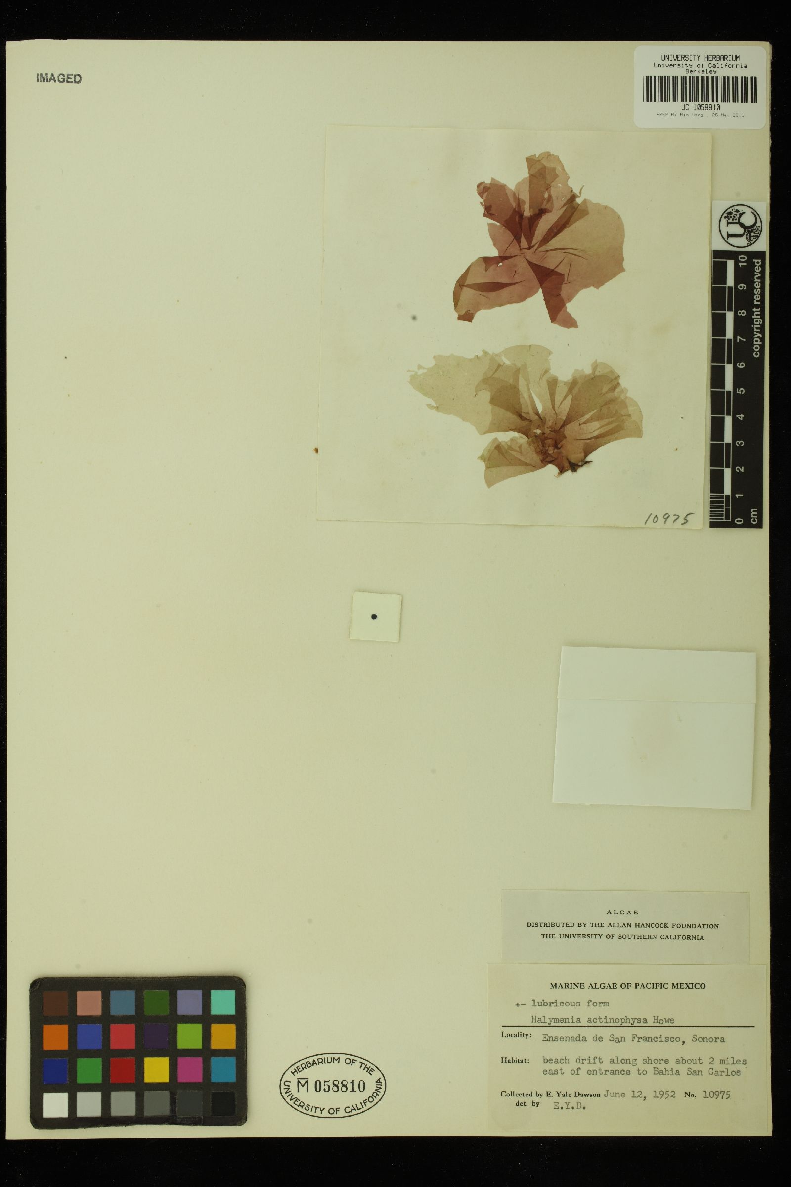 Halymenia actinophysa image