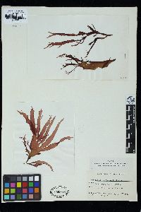 Grateloupia schizophylla image