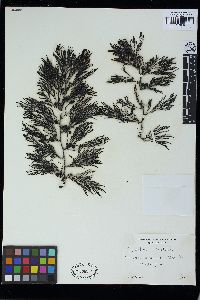 Cystophora scalaris image