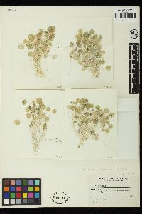 Acetabularia ryukyuensis image