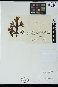 Fucus ceranoides image