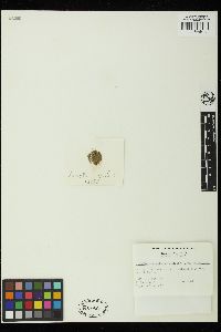 Cladophora patentiramea image