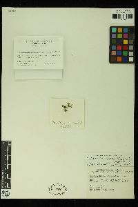 Tiffaniella saccorhiza image