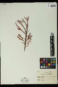 Cylindrocarpus microscopicus image