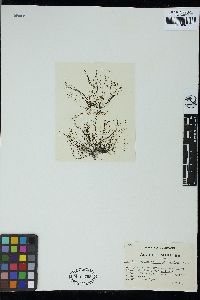 Chondria coerulescens image