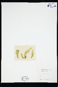 Prasiola japonica image