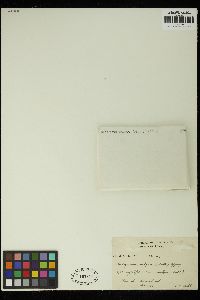 Oedogonium vulgare image