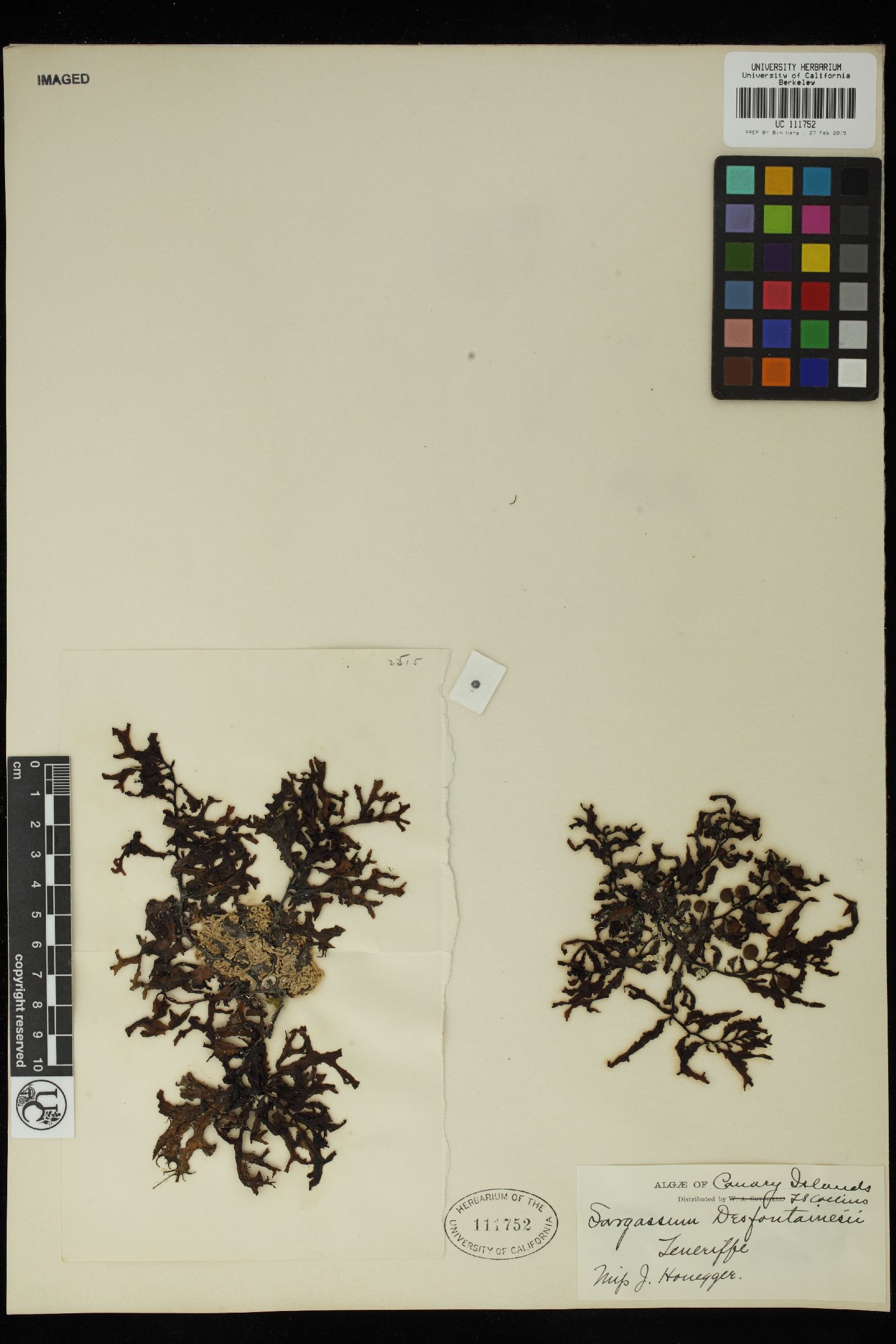 Sargassum desfontainesii image