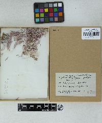 Amphiroa fragilissima f. cyathifera image