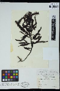 Platythalia quercifolia image