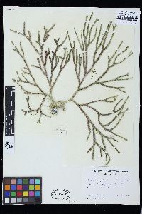 Codium galeatum image