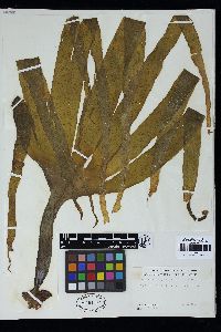Saccorhiza polyschides image