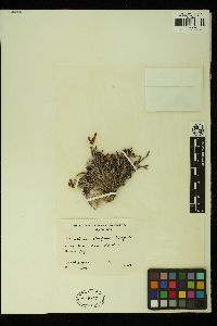 Thamnoclonium dichotomum image
