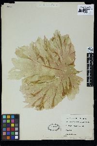 Image of Polyneura litterata