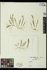 Caulerpa remotifolia image