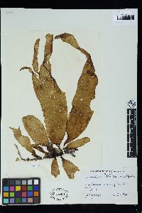 Lenormandia latifolia image