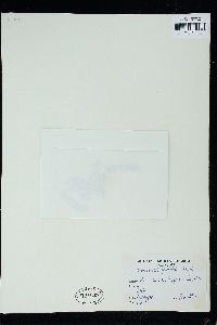 Lenormandia spectabilis image